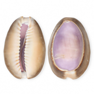 Anh&auml;nger Muschel Special Kauri Purple-brown