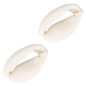 Perle Muschel Kauri Naturel white