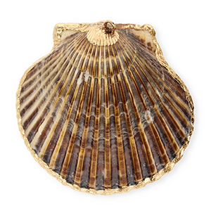 Anh&auml;nger Muschel Special Scallop Dark brown-gold