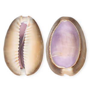 Anh&auml;nger Muschel Special Kauri Purple-brown