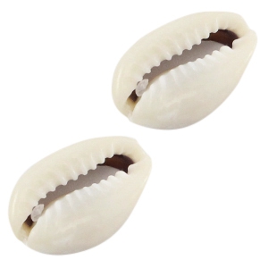 Perle Muschel Kauri Ivory-grey